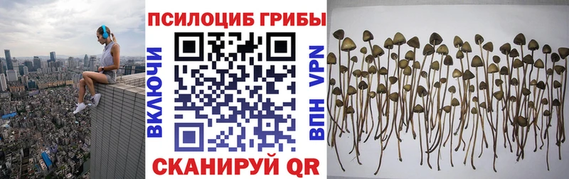 Галлюциногенные грибы Cubensis  Купить где  Тайга 